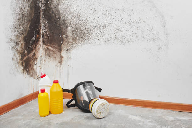 Best Home Mold Removal  in Iuka, MS