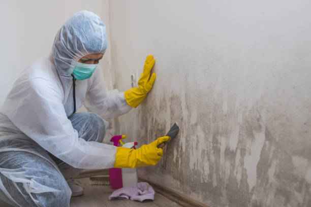 Mold Testing and Removal in Iuka, MS