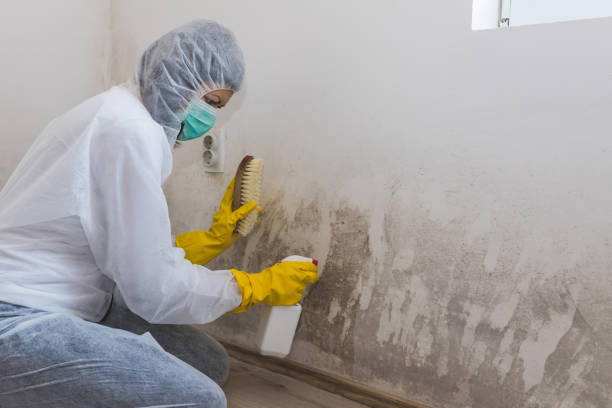 Best Mold Testing  in Iuka, MS