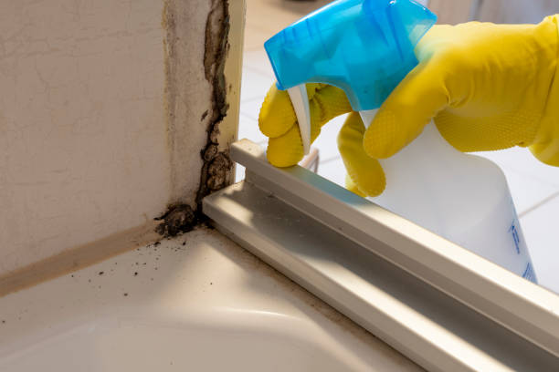 Best Local Mold Removal Service  in Iuka, MS