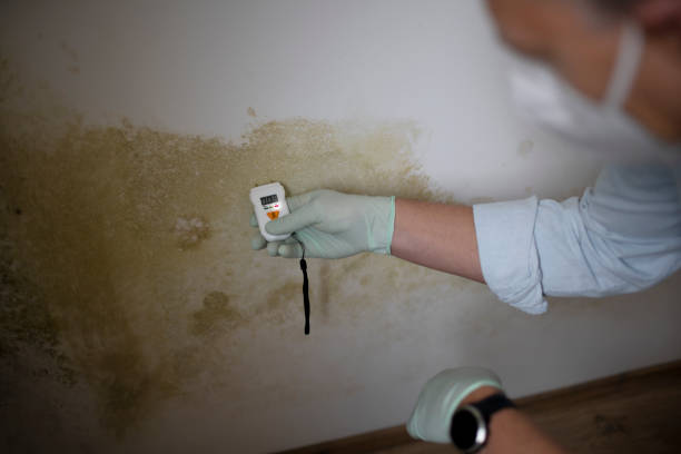 Best Attic Mold Removal  in Iuka, MS