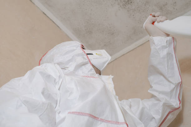 Best Office Mold Removal Services  in Iuka, MS