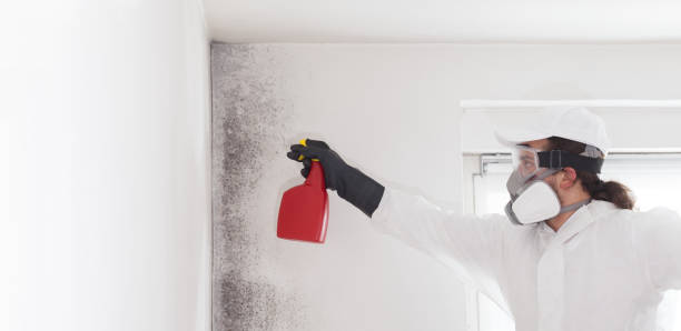 Best Mold Testing and Removal  in Iuka, MS
