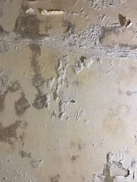 Reliable Iuka, MS Mold Removal Solutions