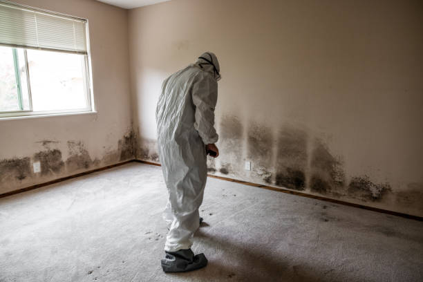 Best Commercial Mold Removal  in Iuka, MS