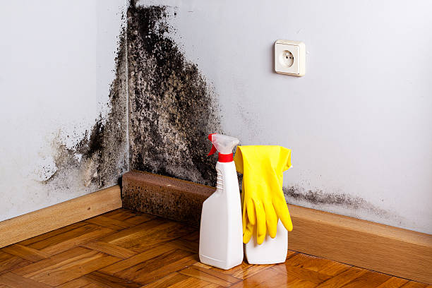 Best Best Mold Removal Companies  in Iuka, MS