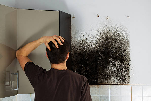 Best Emergency Mold Removal  in Iuka, MS