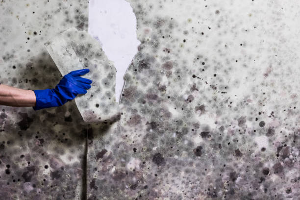 Best Same-Day Mold Removal  in Iuka, MS