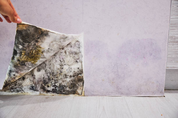 Best Professional Mold Removal  in Iuka, MS